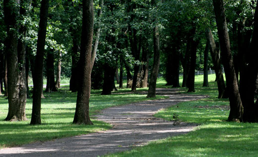 Johnson Park trees in Piscataway