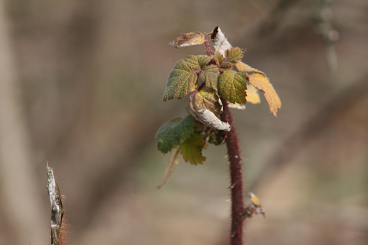 meadows trail branch with leaves