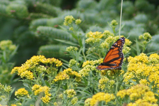 butterfly on goldenrod on Mount Greylock