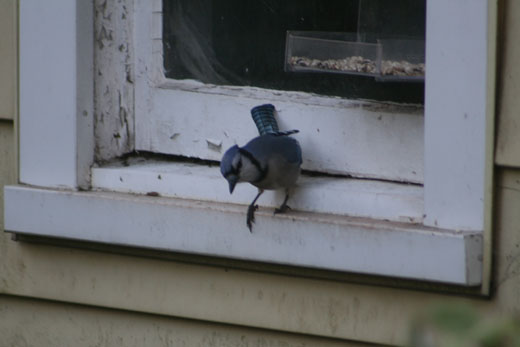 blue jay by bird feeder