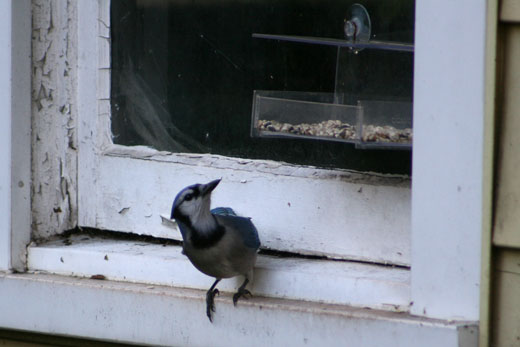 blue jay bird feeder