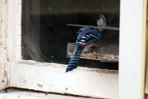 blue jay in bird feeder