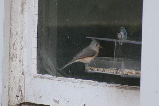 tufted titmouse by the bird feeder