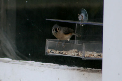 Sandy Storm titmouse