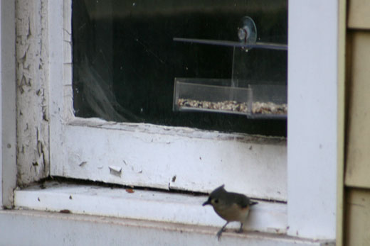 tufted titmouse