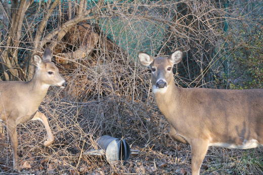 deer in Highland Park backyard