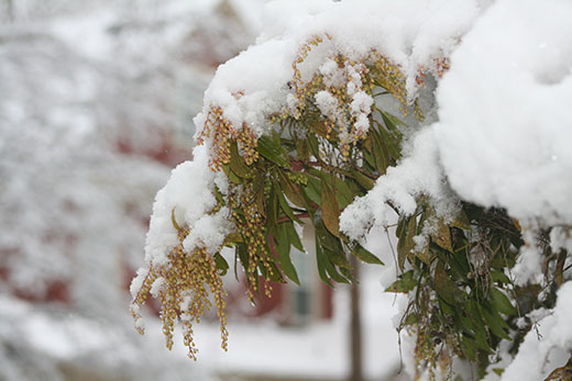 Andromeda bush in snow