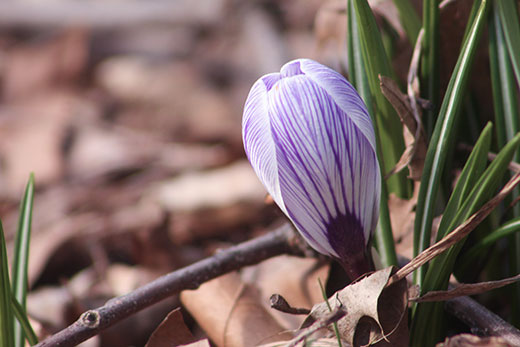 spring striped purple crocus