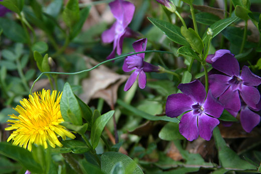 dandelion and periwinkle