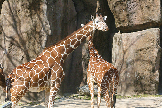 giraffes at Philadelphia Zoo