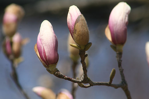 magnolia buds