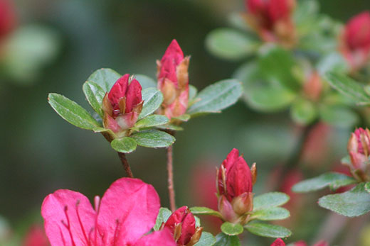 red azalea in bloom