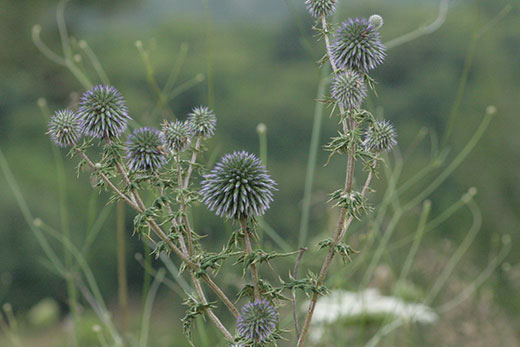 blue globe thistle