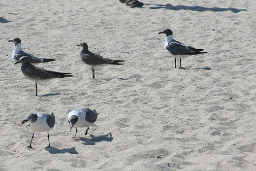 seagulls at Point Pleasant beach in New Jersey