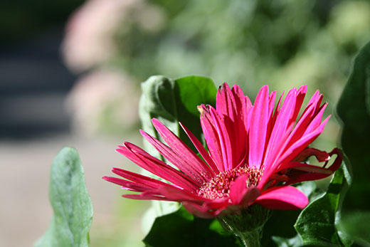 Gerber daisy in front of our house