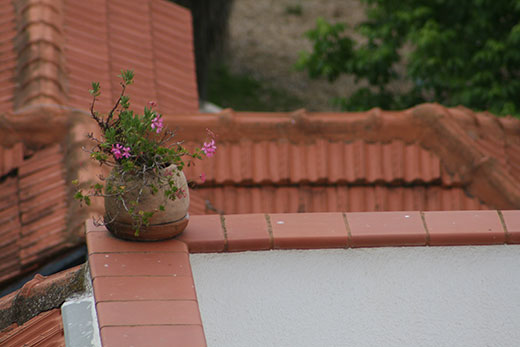 flower pot in Ma'alot, Israel