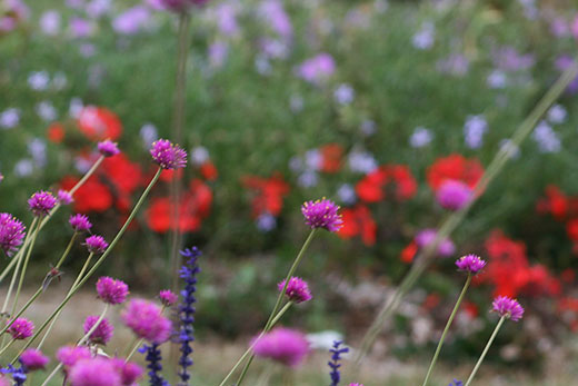 pom pom flowers