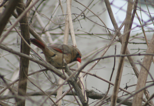 female cardinal