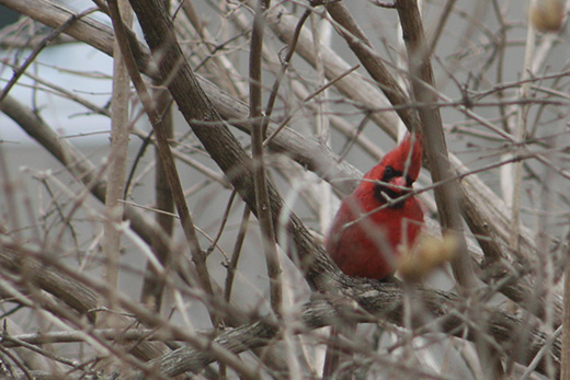 cardinal with cocked head in tree