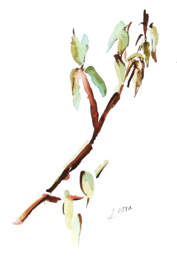 sage leaves watercolor