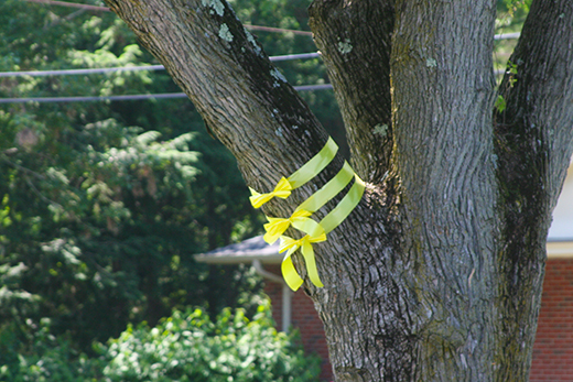 three yellow ribbons on tree