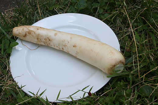 daikon radish