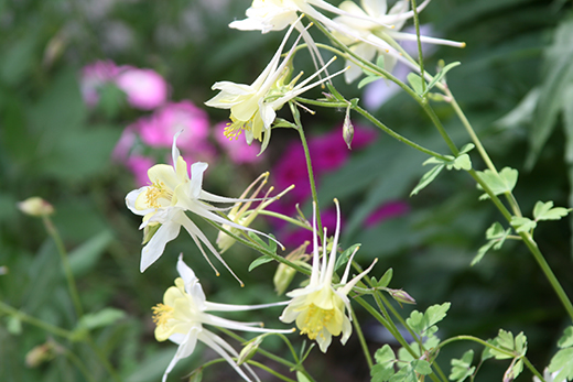 columbines