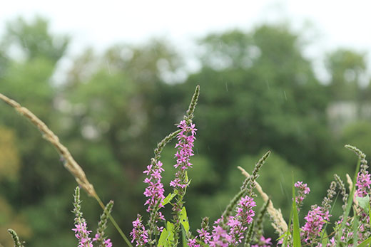 liatris by Raritan River, Donaldson Park