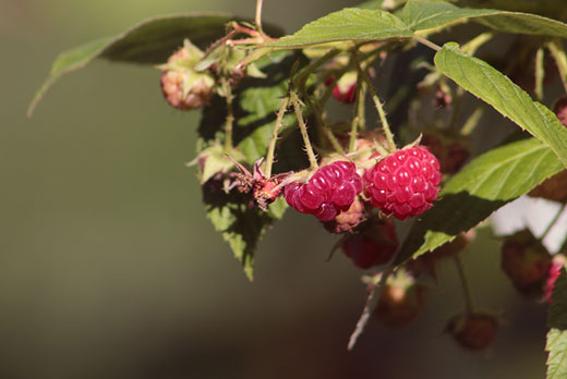 raspberry photo garden