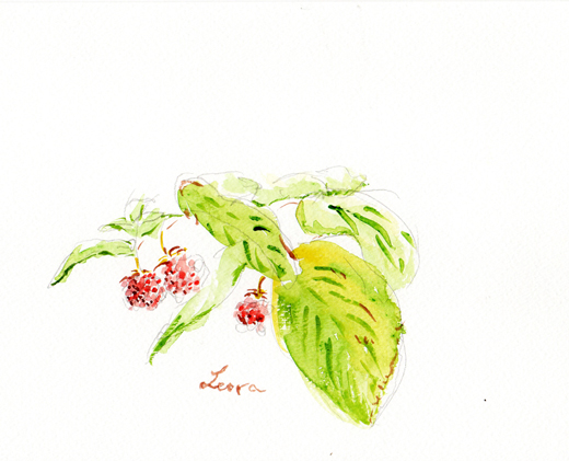 raspberry watercolor by Leora Wenger, 2014