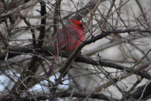 Cardinal: backyard bird in Highland Park, New Jersey