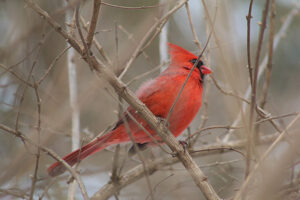 male cardinal in tree