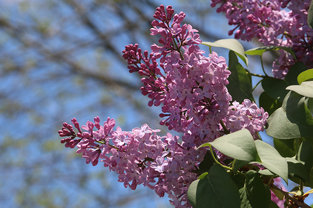 lilac in bloom in Highland Park, New Jersey