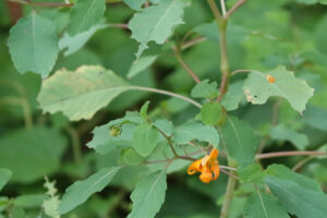 orange wildflowers near swamp