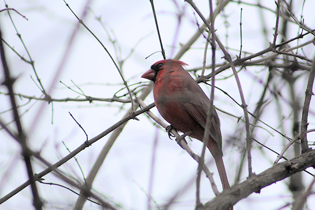 Cardinal on a branch in my backyard, December 2015