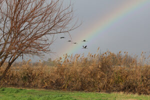 rainbow with birds