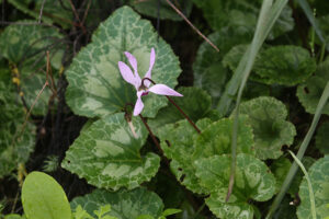 cyclamen rakefet