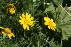 daisy in Hakfar Hayarok