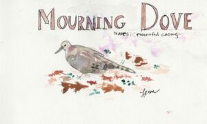 mourning dove watercolor