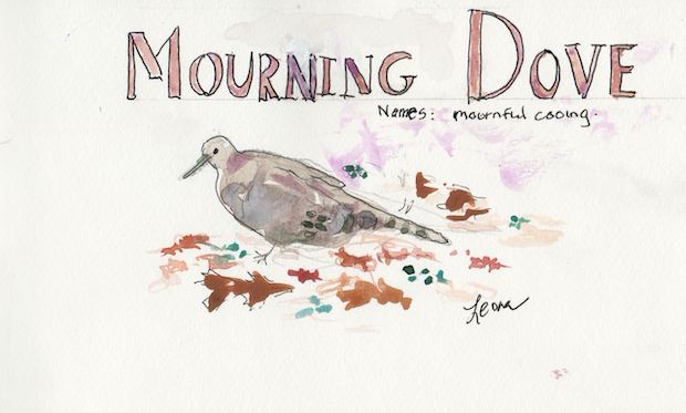 mourning dove watercolor