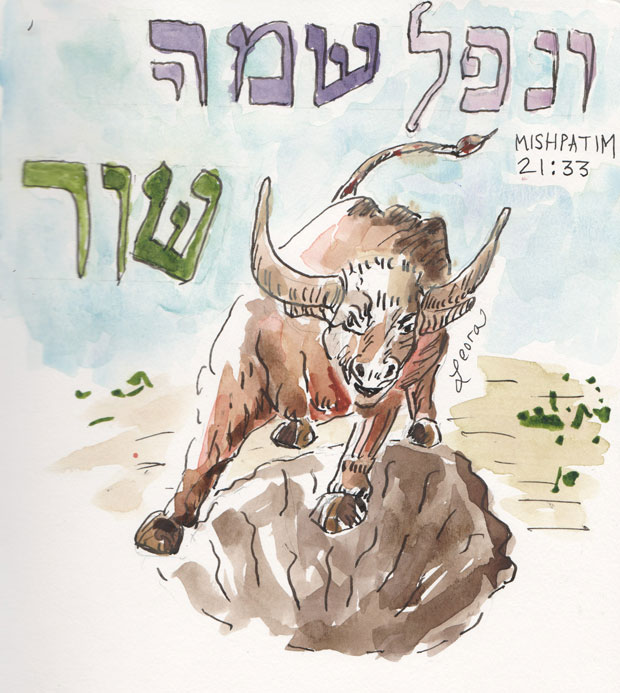 ox falls into pit in parshat mishpatim