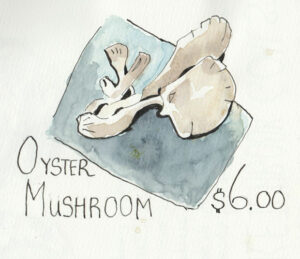 oyster mushrooms watercolor