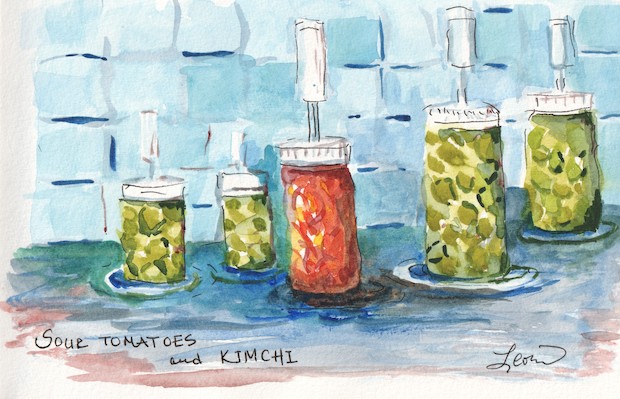 ferments in my kitchen