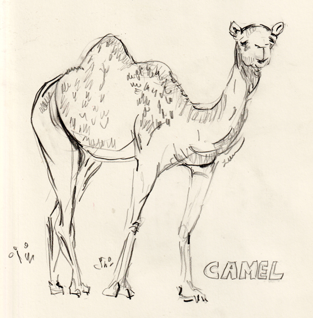 camel in pencil