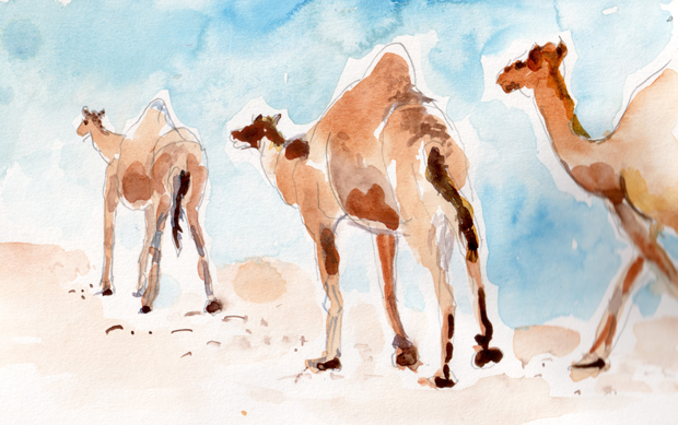 camels watercolor walking in a line