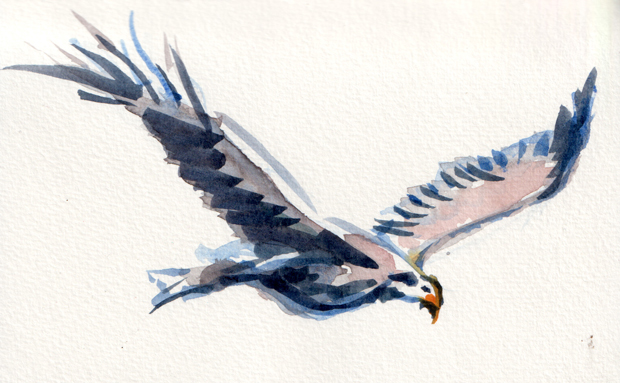 eagle, watercolor on paper