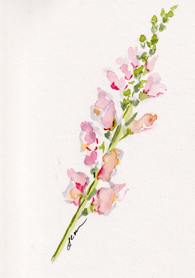snapdragon, watercolor