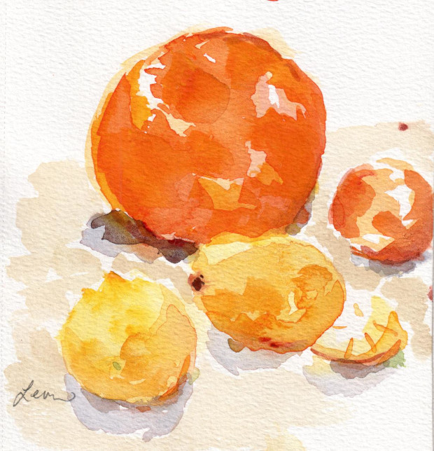grapefruit, lemons, clementine in watercolor