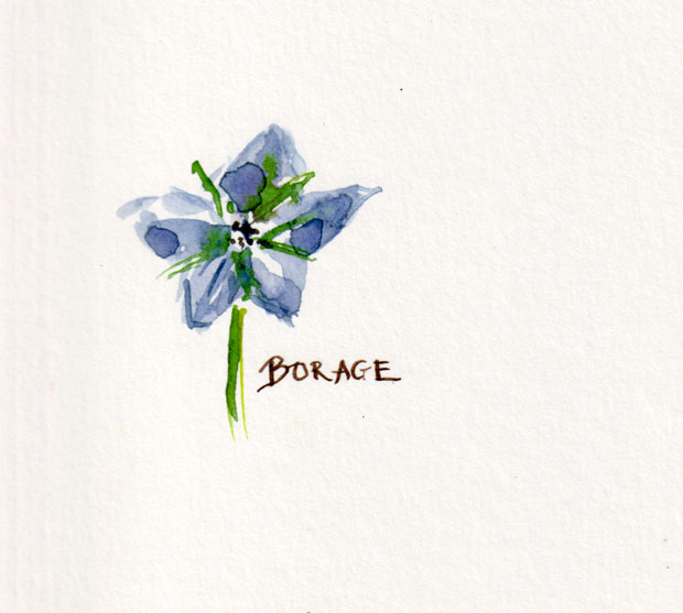 borage sketch
