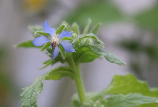 photo of borage flower on green leaves